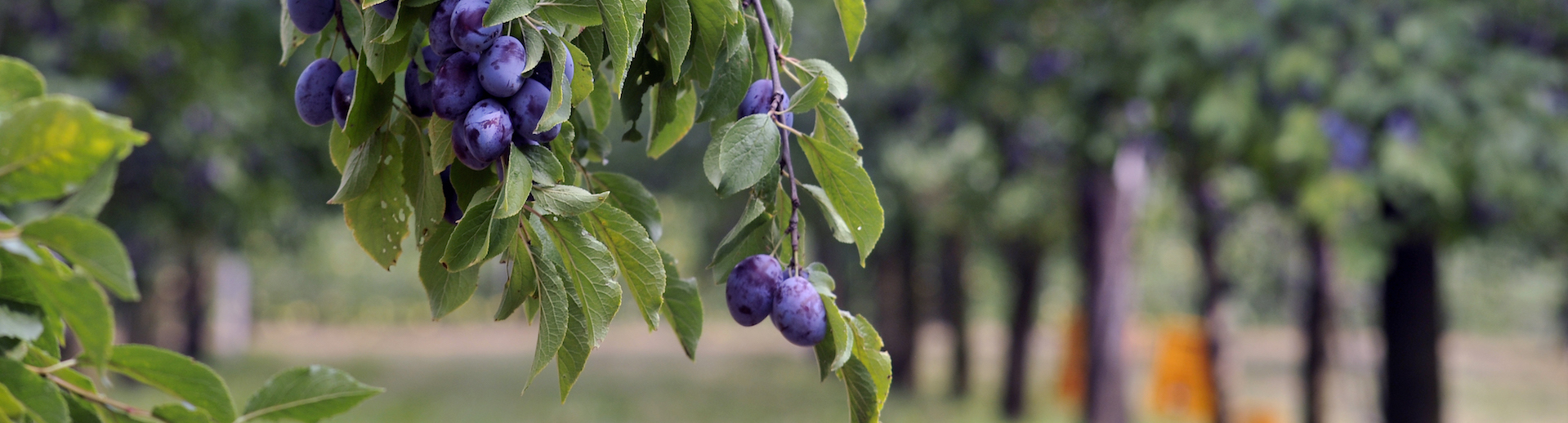 trentino frutticolo sostenibile