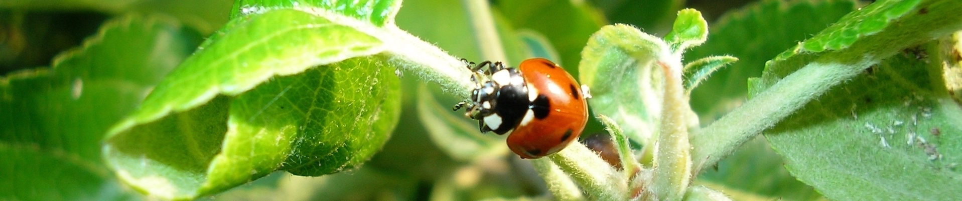 trentino frutticolo sostenibile